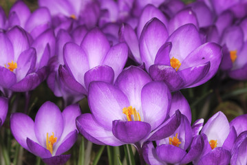 Crocus field