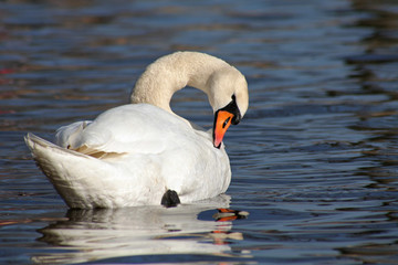 Schwan - müde