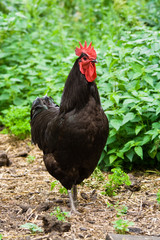 Hahn, rooster