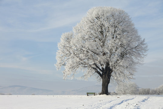 baum mit schnee clipart people