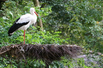 stork