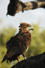 Bataleur eagle 1