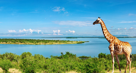 Fototapeta premium Nil, Uganda
