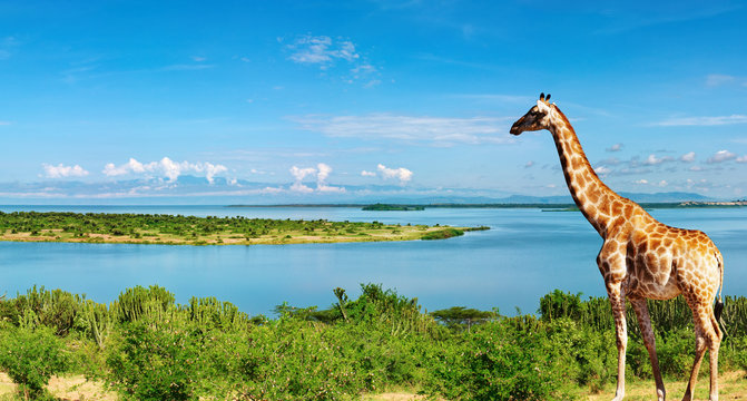 Fototapeta Nil, Uganda