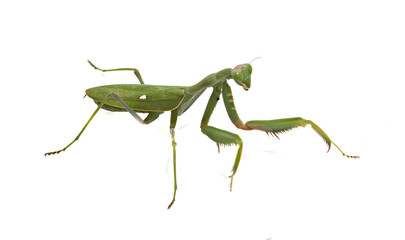 Green mantis isolated on white background