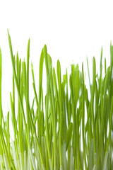 Fototapeta na wymiar fresh green grass isolated background