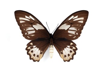 Ornithoptera priamus (female)