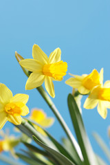 Narzissen