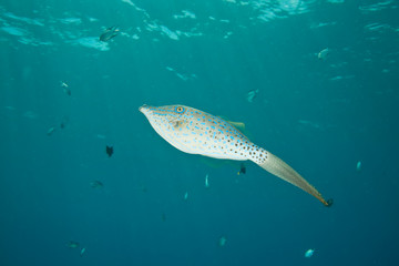 scrawled filefish