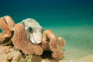 whitespotted puffer © stephan kerkhofs
