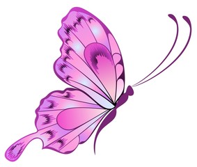 Fototapeta na wymiar The beautiful butterfly
