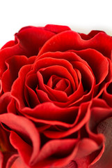 Naklejka premium rose bud close-up