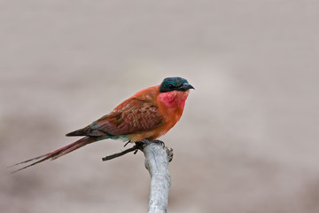 Carmine bee-eater