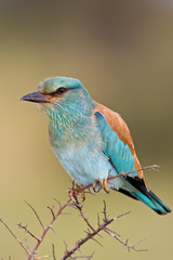 European roller