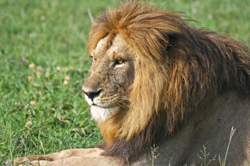 Male Lion Resting in Singita Grumeti Reserves