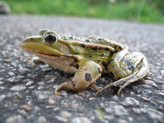 Grenouille verte