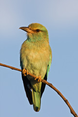 European roller