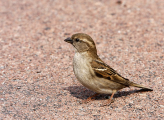 moineau commun sur du granit rose