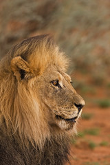Obraz na płótnie Canvas Lion