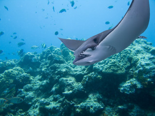 Fototapeta premium Stingray