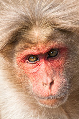 Bonnet Macaque Closeup Portrait