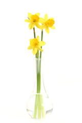 daffodils