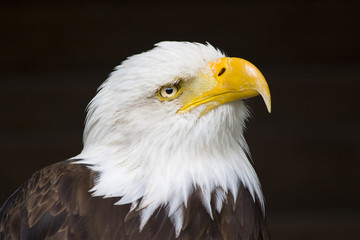 Obraz premium Porträt eines Seeadlers