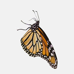 monarch butterfly on white background