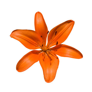 "Tiger Lilly" Images – Browse 296 Stock Photos, Vectors, and Video