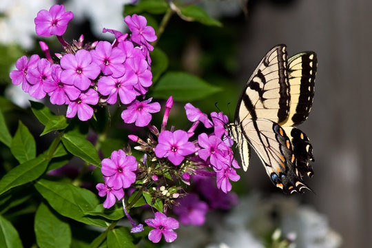 swallowtail butterfly feeds on a pink petunia