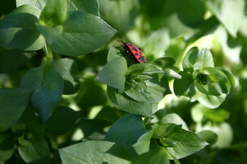 red bug