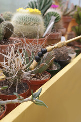 piante grasse l'annaffiatura