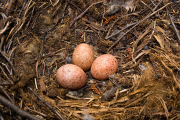 Falco tinnunculus, Kestrel