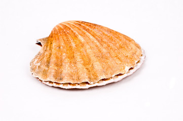 Isolated shell