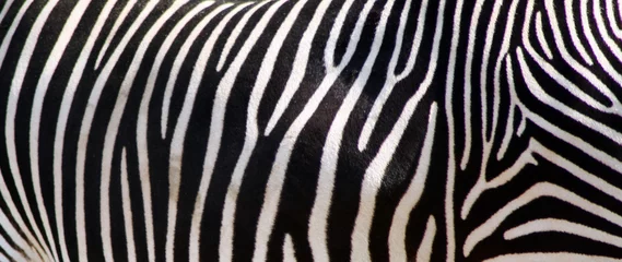 Fotobehang Zebra © JULA