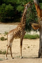 Giraffa