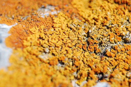 Lichene