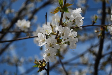 Fiori bianchi 4