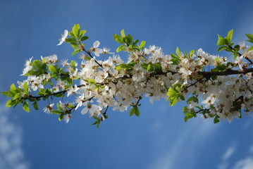 Fiori bianchi 3