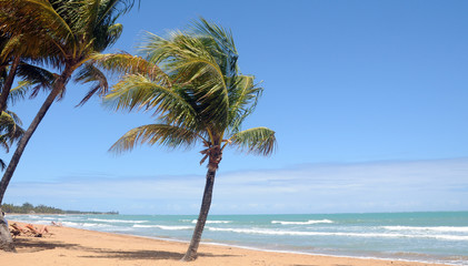 Naklejka na ściany i meble Beautiful tropical beach with palm tree