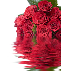 Beautiful red roses on a white background