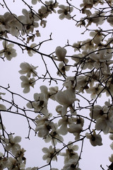 Magnolien