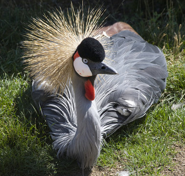 Southern Crowned Crane Close Up