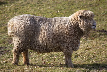 White Woolly Sheep Standing up