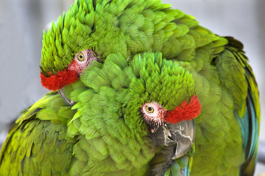 Fototapeta Cuddling Green Military Macaws