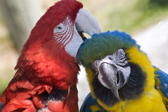 Grooming Green Wing Macaw Blue Gold Macaw