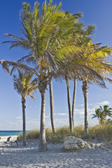 Naklejka premium Palm tree on the ocean in Miami