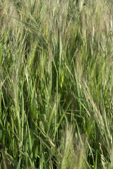 Wild grass