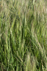 Obraz premium Wild grass