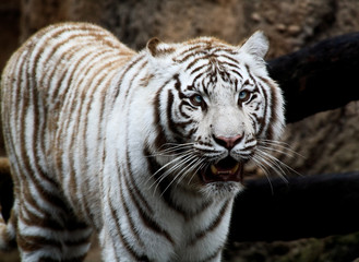 Fototapeta na wymiar Biały tygrys zbliżenie